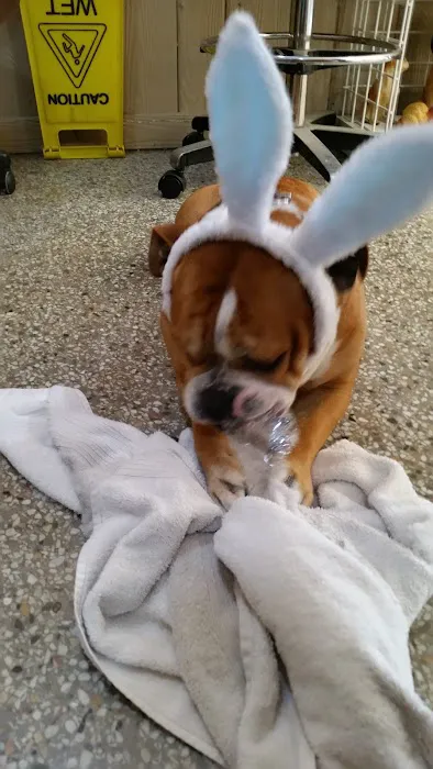 Forest Park Animal Hospital Picture 8