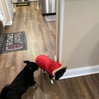 Veterinary Medical Center of Clayton ico
