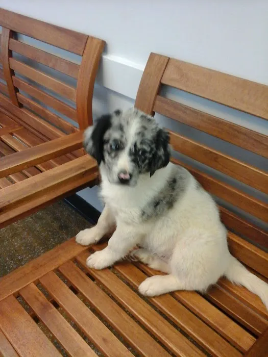 Veterinary Medical Center of Clayton Picture 9