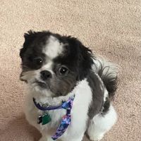 Jazzy Paw, Inc. ico