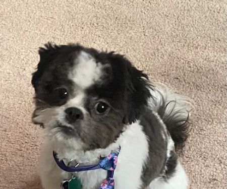 Jazzy Paw, Inc.