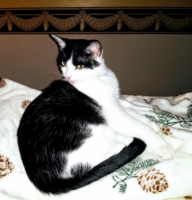 Jazzy Paw, Inc. Picture 8