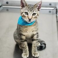 Animal Amour Veterinary Hospital & Pet Lodge ico
