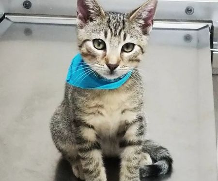 Animal Amour Veterinary Hospital & Pet Lodge