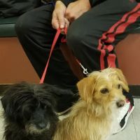 Three Counties Animal Hospital ico
