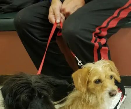 Three Counties Animal Hospital