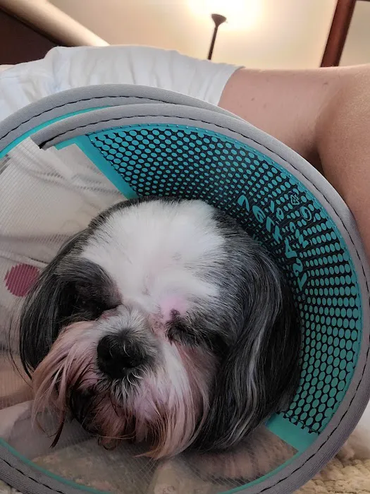AVS Animal Hospital Picture 1