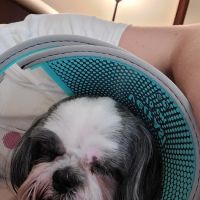 AVS Animal Hospital ico