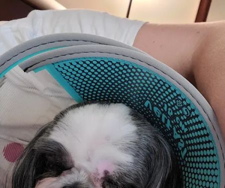 AVS Animal Hospital