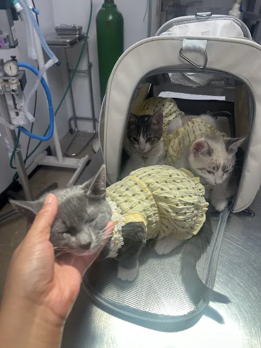 AVS Animal Hospital Picture 7