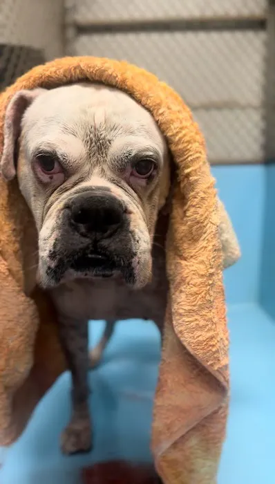 AVS Animal Hospital Picture 6