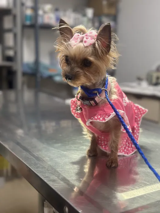AVS Animal Hospital Picture 3