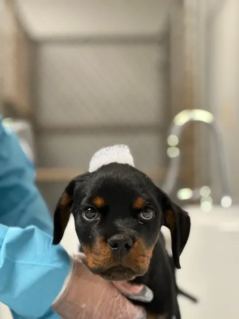 AVS Animal Hospital Picture 9