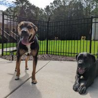 Brookwood Animal Hospital ico