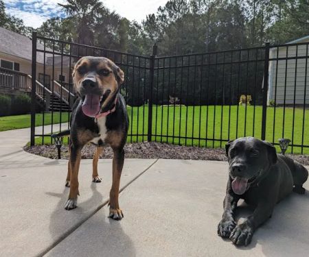 Brookwood Animal Hospital
