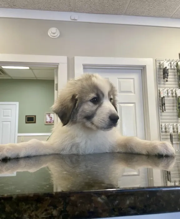 Brookwood Animal Hospital Picture 6