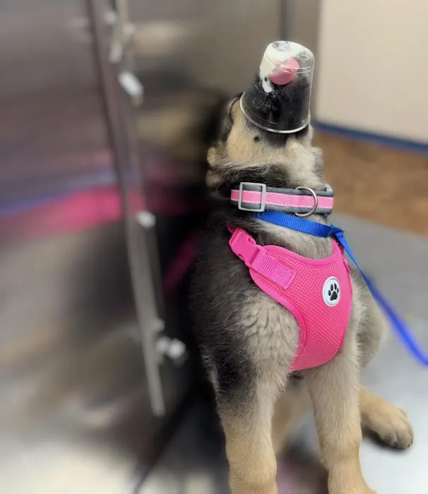 Brookwood Animal Hospital Picture 9
