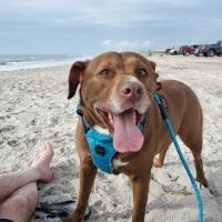 Jackson Veterinary Clinic ico