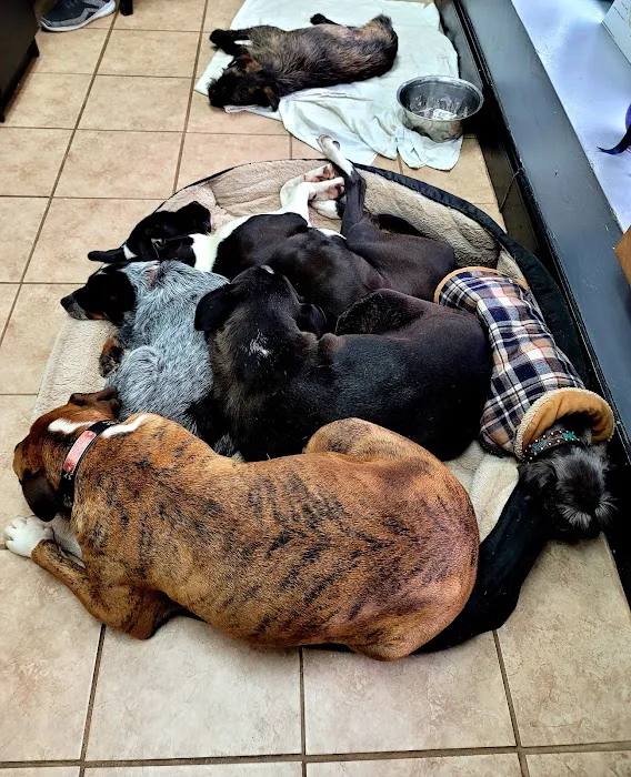 North Griffin Animal Hospital Picture 3