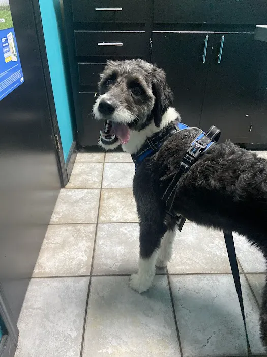 North Griffin Animal Hospital Picture 5