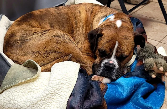 North Griffin Animal Hospital Picture 8