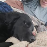 Lakeview Animal Hospital ico