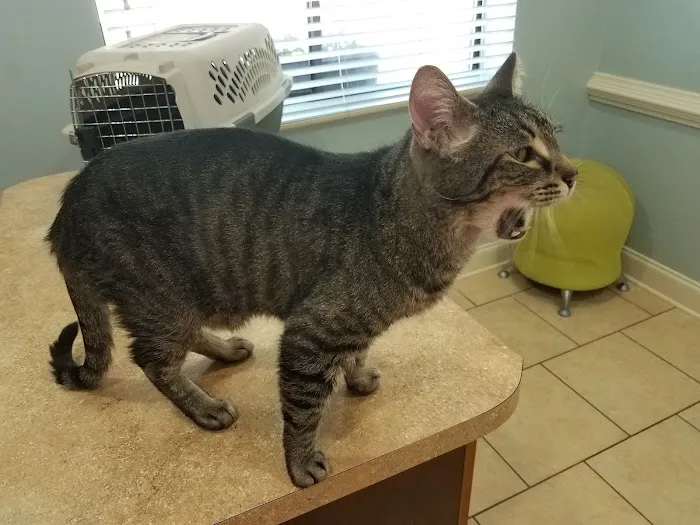 All Pets & Paws Animal Hospital Picture 1