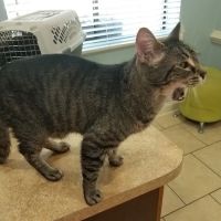 All Pets & Paws Animal Hospital ico