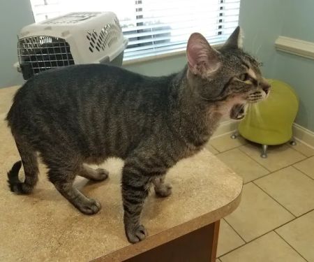 All Pets & Paws Animal Hospital