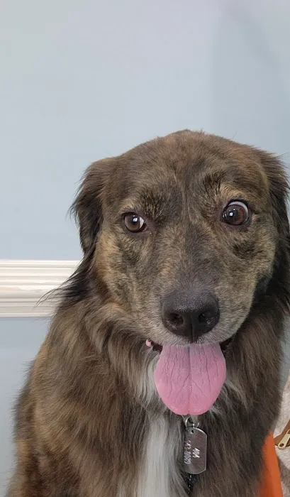 All Pets & Paws Animal Hospital Picture 3
