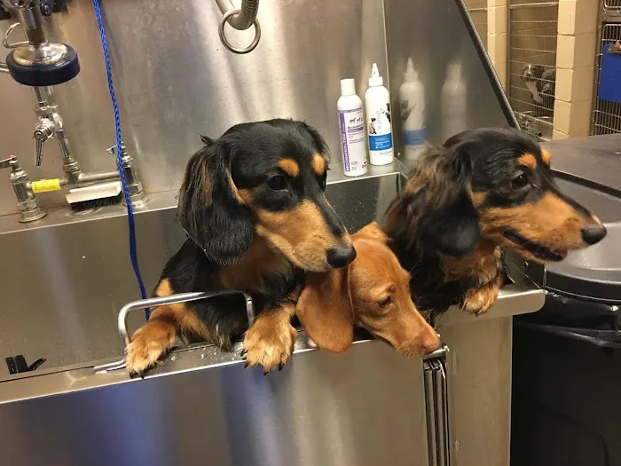 VCA Carrollton Animal Hospital Picture 3
