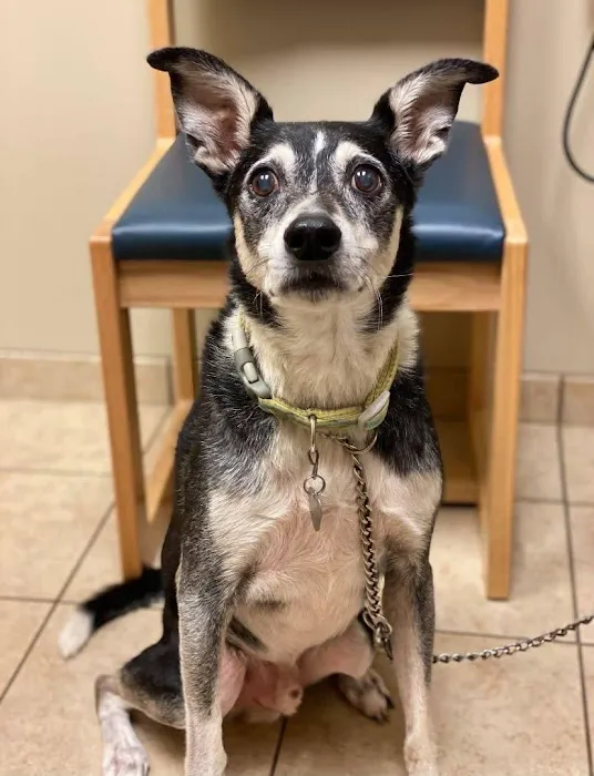 VCA Carrollton Animal Hospital Picture 4