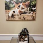 VCA Carrollton Animal Hospital