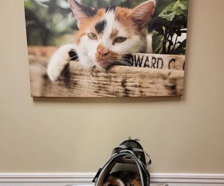 VCA Carrollton Animal Hospital