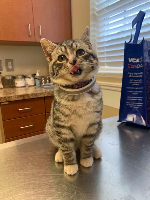 VCA Carrollton Animal Hospital Picture 8