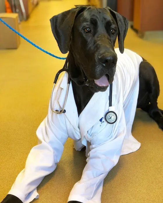 VCA Carrollton Animal Hospital Picture 9