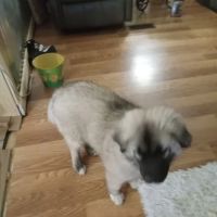 PetVet Vaccination Clinic ico