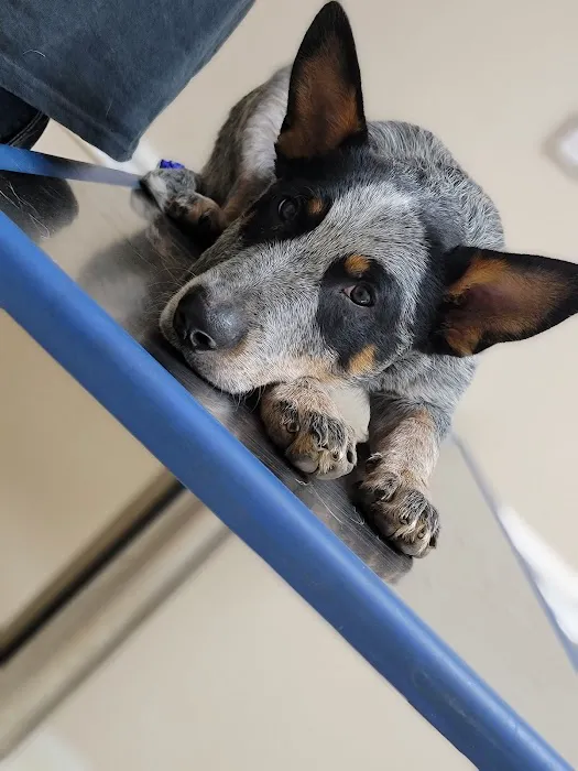 Carroll County Animal Hospital - Oak Mountain Picture 2