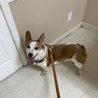 Carroll County Animal Hospital - Oak Mountain ico