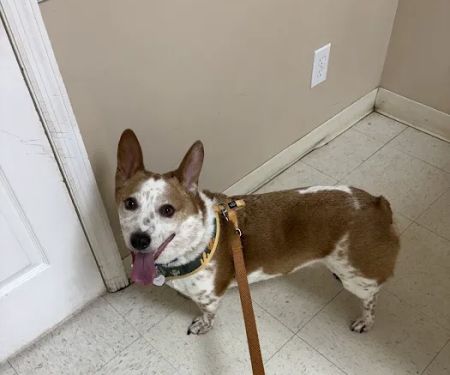 Carroll County Animal Hospital - Oak Mountain