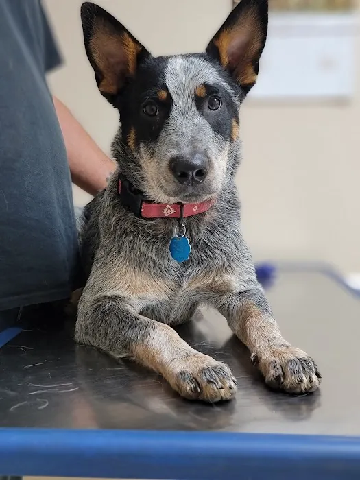 Carroll County Animal Hospital - Oak Mountain Picture 3
