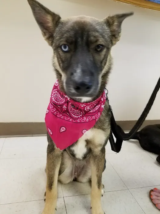 Carroll County Animal Hospital - Oak Mountain Picture 10