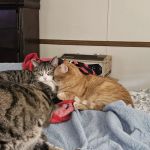 Carroll County Animal Hospital - Columbia Drive