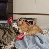 Carroll County Animal Hospital - Columbia Drive ico