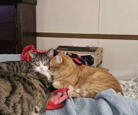 Carroll County Animal Hospital - Columbia Drive