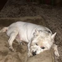 Carroll County Animal Hospital: Figueroa Christina DVM ico