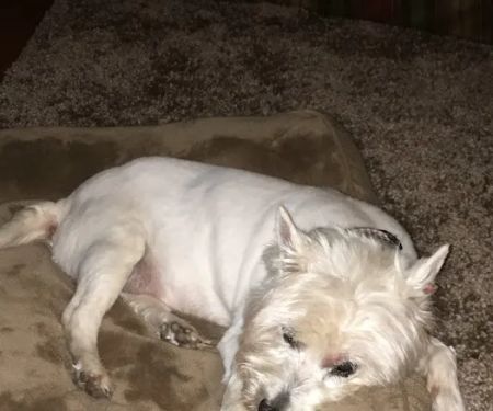 Carroll County Animal Hospital: Figueroa Christina DVM