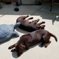 Price Creek Animal Hospital ico