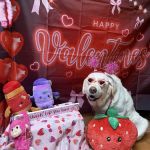 Paws N Claws Animal Wellness Center