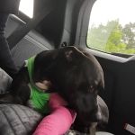 Union City Veterinary Medical Center & Emergency Clinic